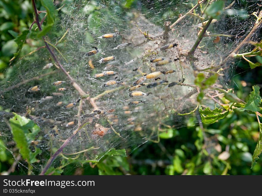 Pupas In Webs