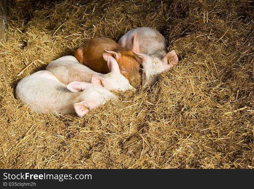 Four young pigs nestled in hay in barn. Four young pigs nestled in hay in barn