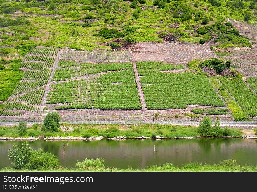 Vineyard in Moselle valley