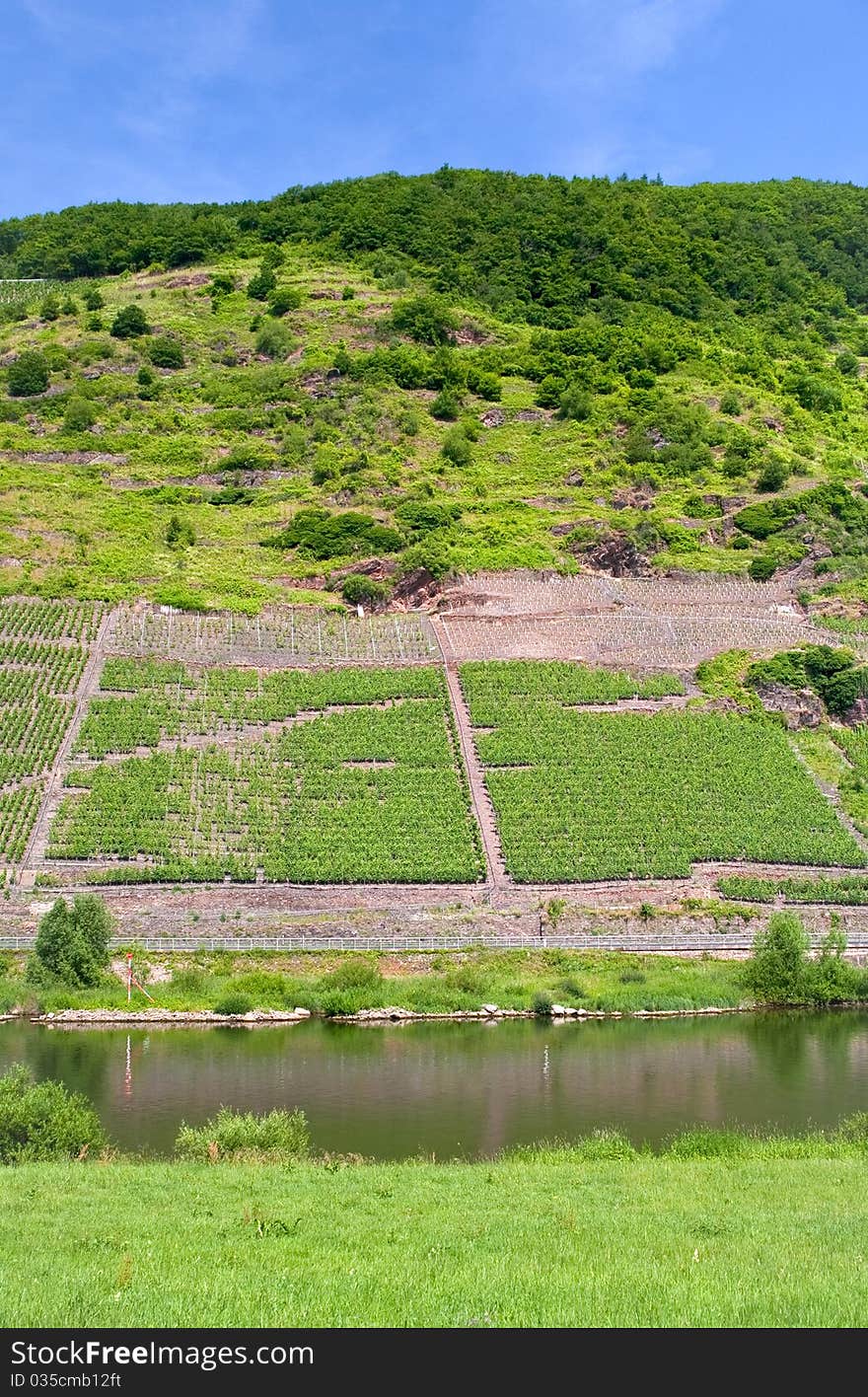 Vineyards in Moselle valley on slope on mountain. Vineyards in Moselle valley on slope on mountain