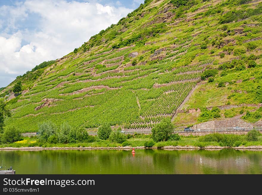 Vineyards in Moselle valley on slope on mountain