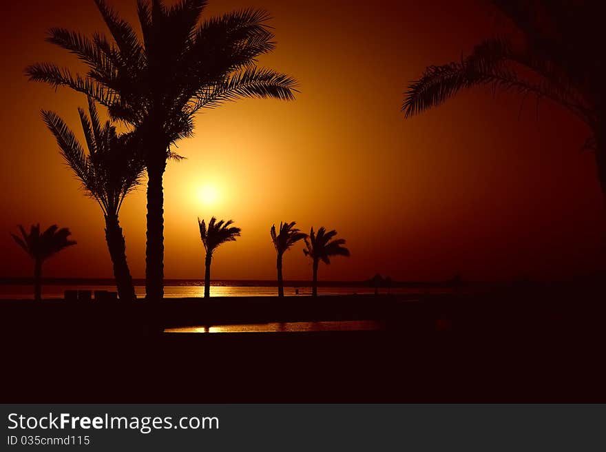 Palm trees at sea sunrise