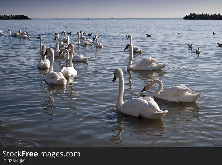 An group of beautiful swans swimming and eating in the sea