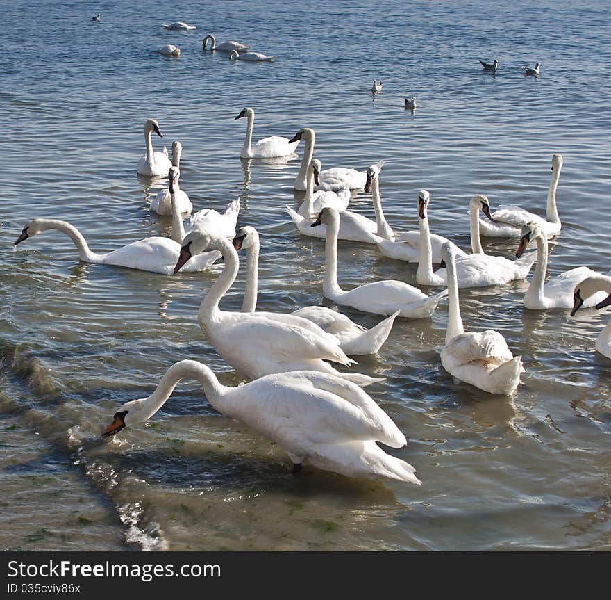 An group of beautiful swans swimming and eating in the sea