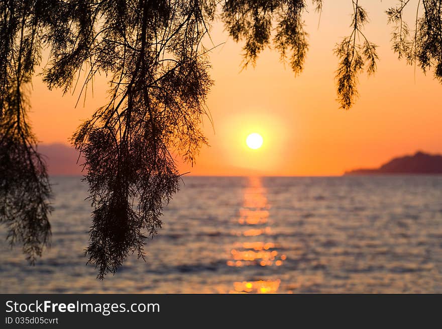 Pine tree branch and sunset - nature vacations background