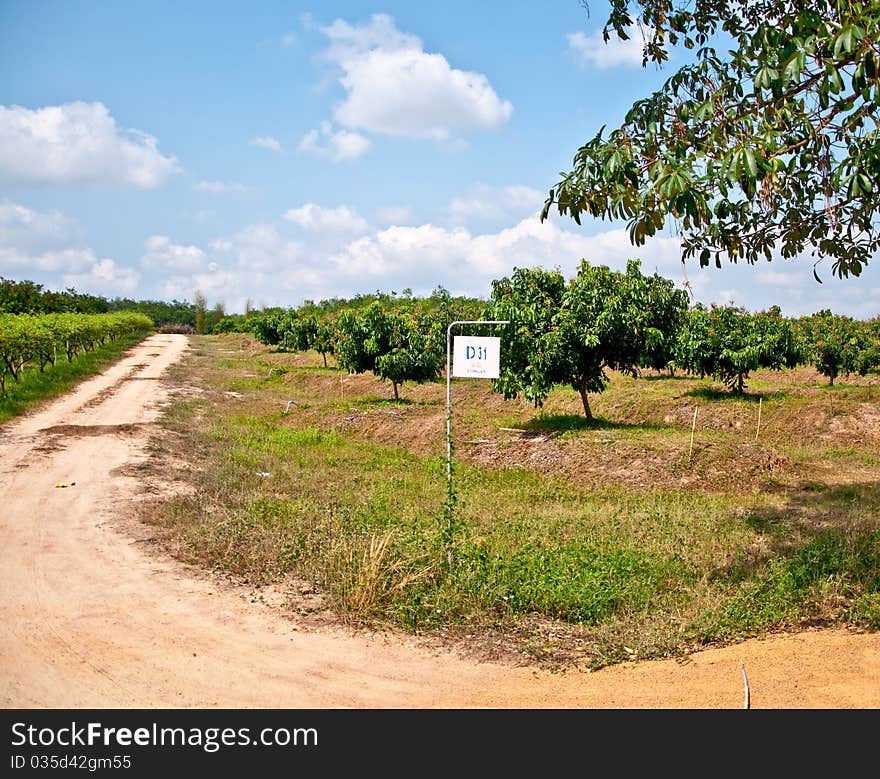 The Longan planting in farm