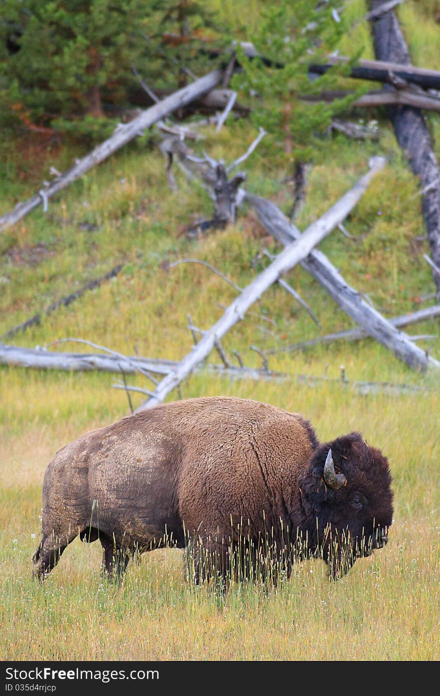 Bull bison standing in tall grass, Yellowstone. Bull bison standing in tall grass, Yellowstone.