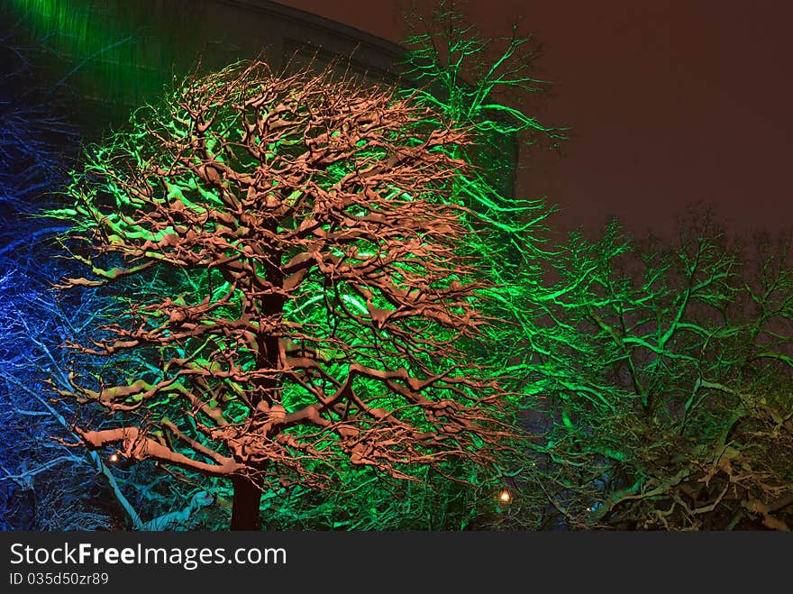 Snow-covered trees with color illumination at night in winter. Snow-covered trees with color illumination at night in winter