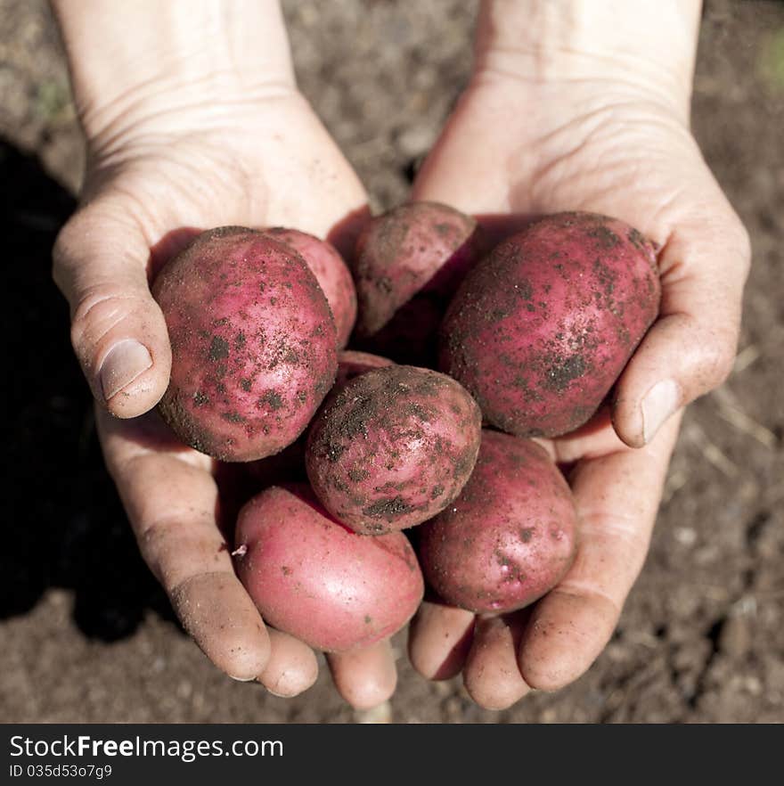 Freshly Dug Potatoes