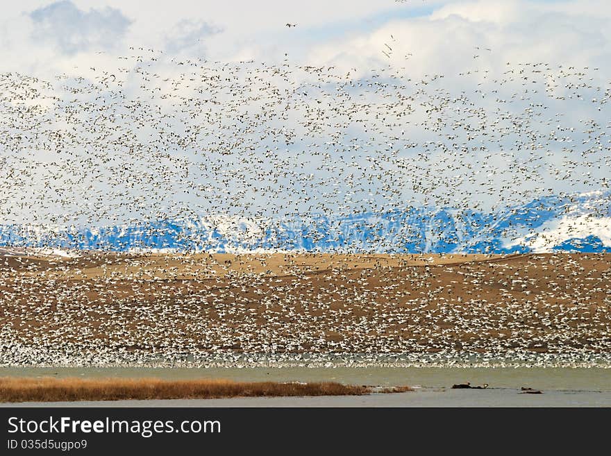 Flock of Snow Geese Taking Off