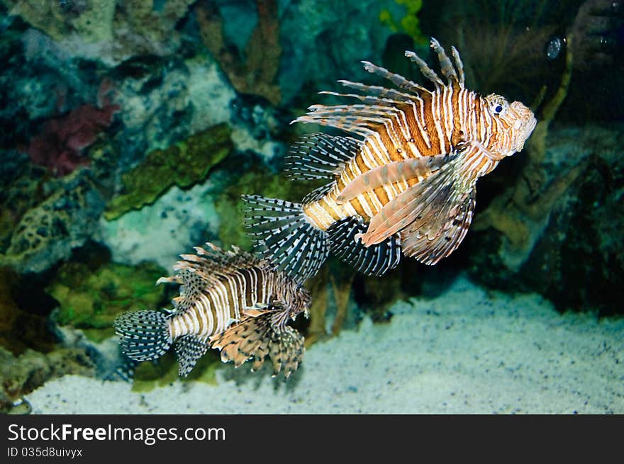 Red lionfish at Vancouver Aquarium. Red lionfish at Vancouver Aquarium.