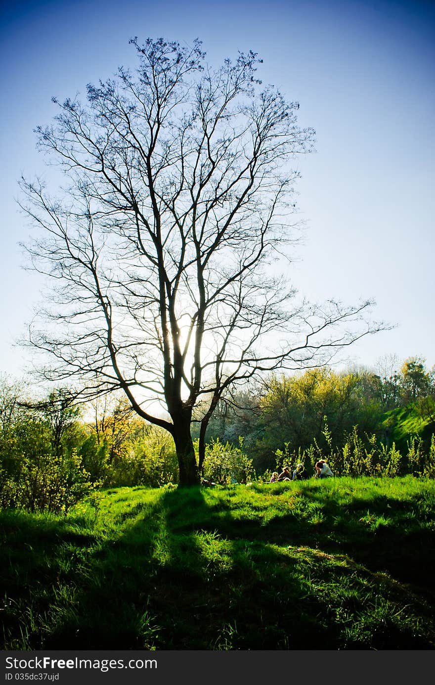 Family under a tree at Sunset in Znesinnia Regional Landscape Park, Lviv, Ukraine. Family under a tree at Sunset in Znesinnia Regional Landscape Park, Lviv, Ukraine