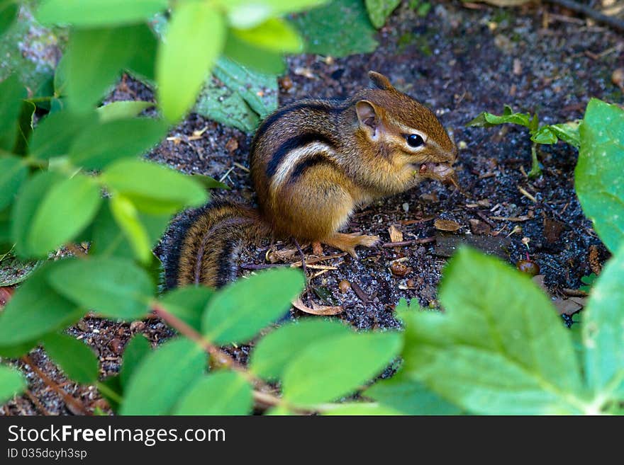 Closeup of a chimpunk eating a nut. Closeup of a chimpunk eating a nut