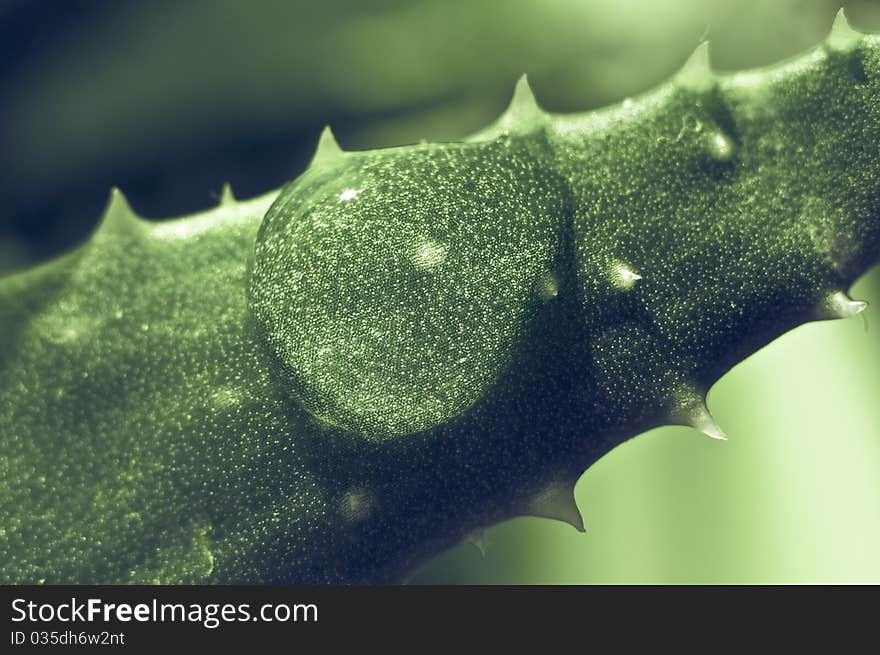 Water drop in a green cactus