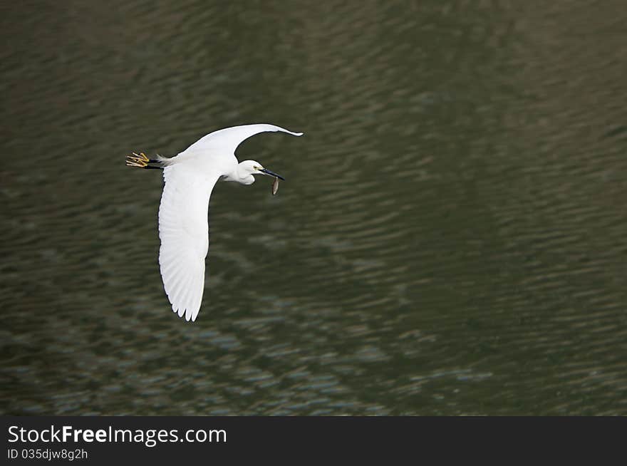 White egret in flight