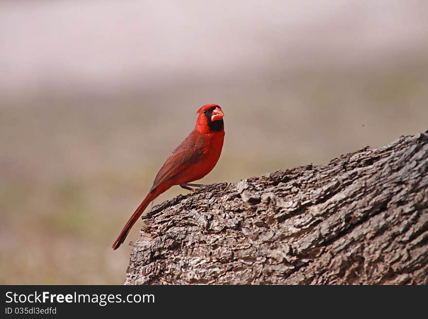 A bright red Northern Cardinal perched on a stump in the desert of southern Texas.