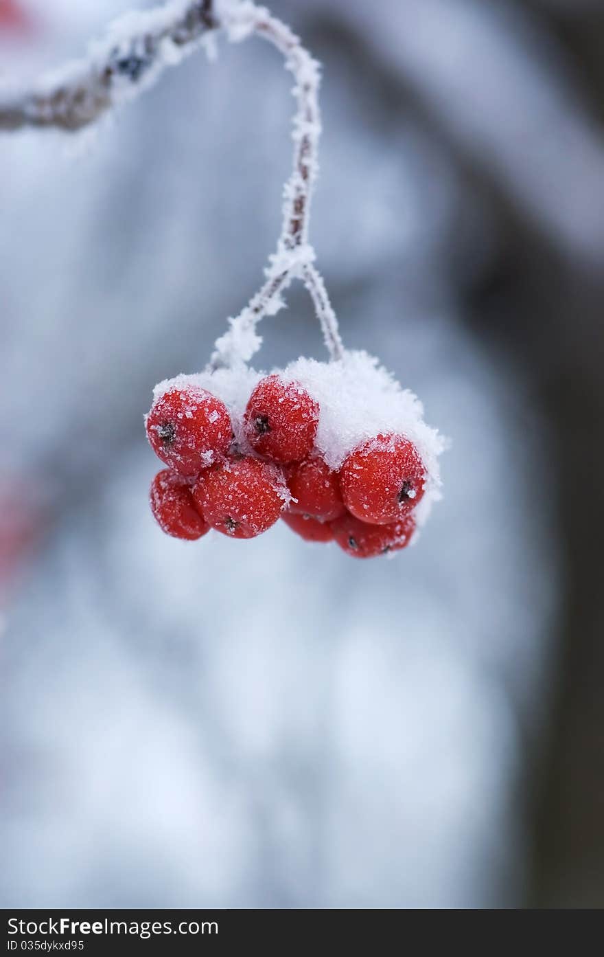 Frozen mountain ash on a branch