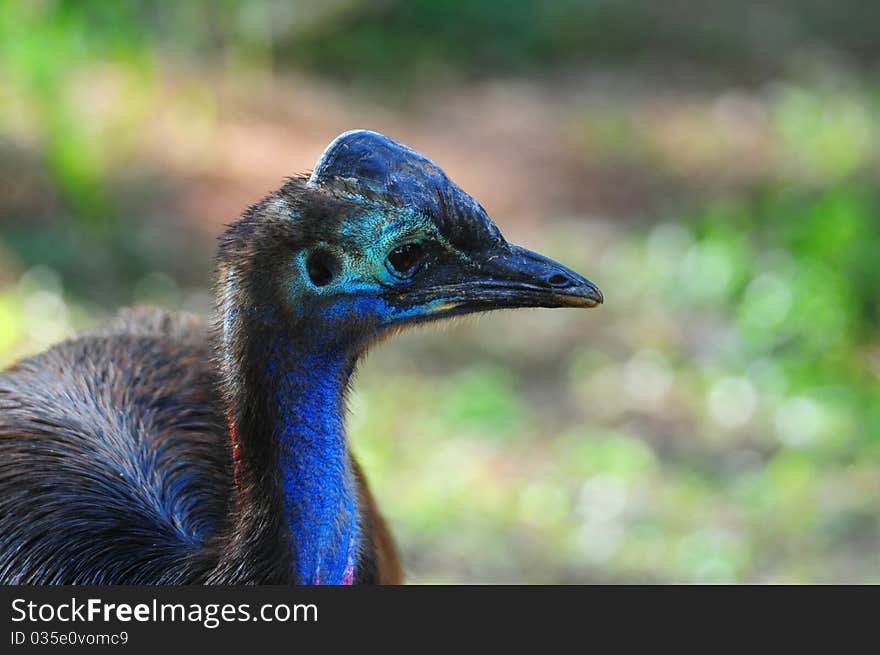 Portrait of Cassowary bird taken in a zoo, Thailand