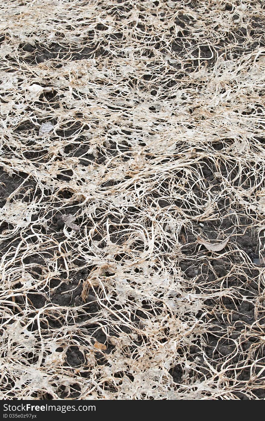 Rotting plant components on the ground