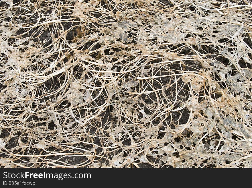 Rotting leaves and stems on a vegetable garden ground. Rotting leaves and stems on a vegetable garden ground