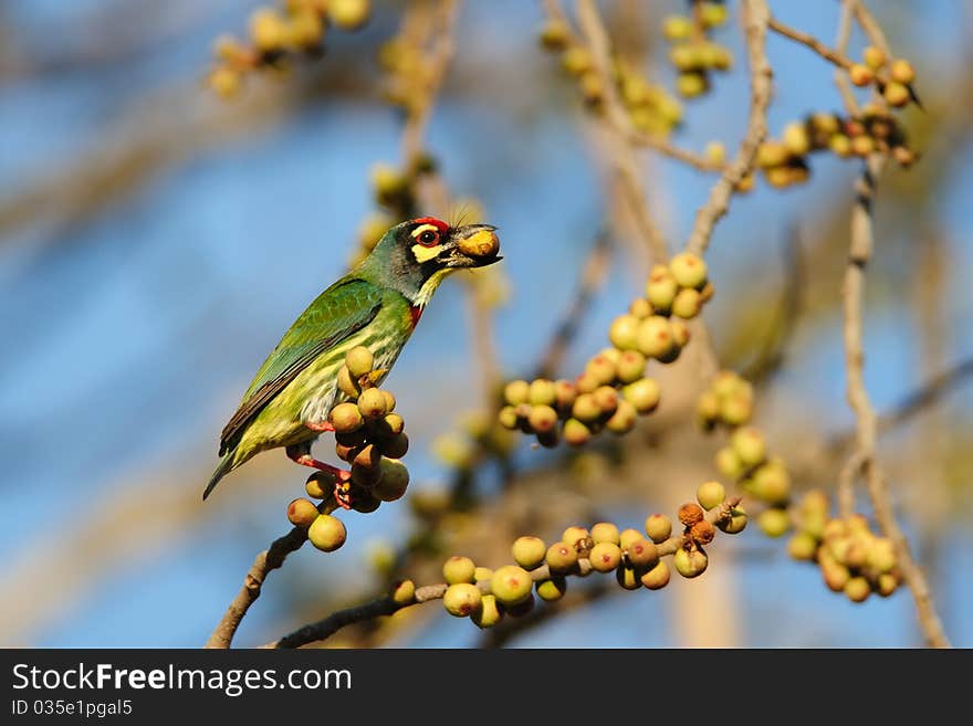 Coppersmith Barbet