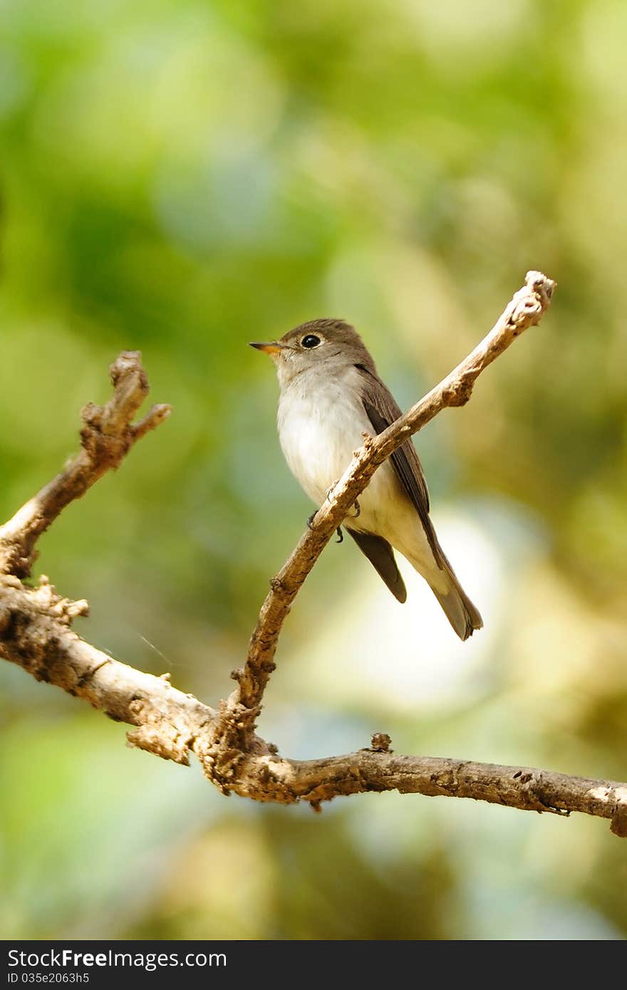 Asian Brown Flycatcher