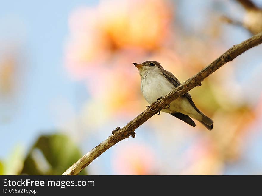 Asian Brown Flycatcher