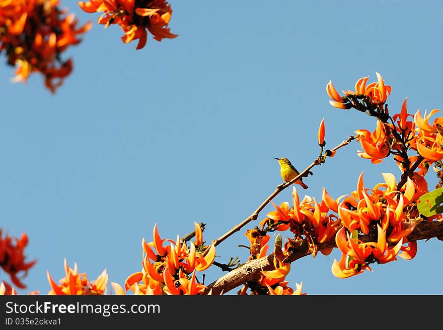 Olive Backed Sunbird