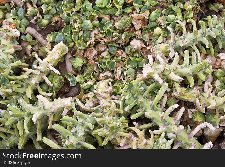 Empty sprouts stemms and leaves on a compost heap. Empty sprouts stemms and leaves on a compost heap