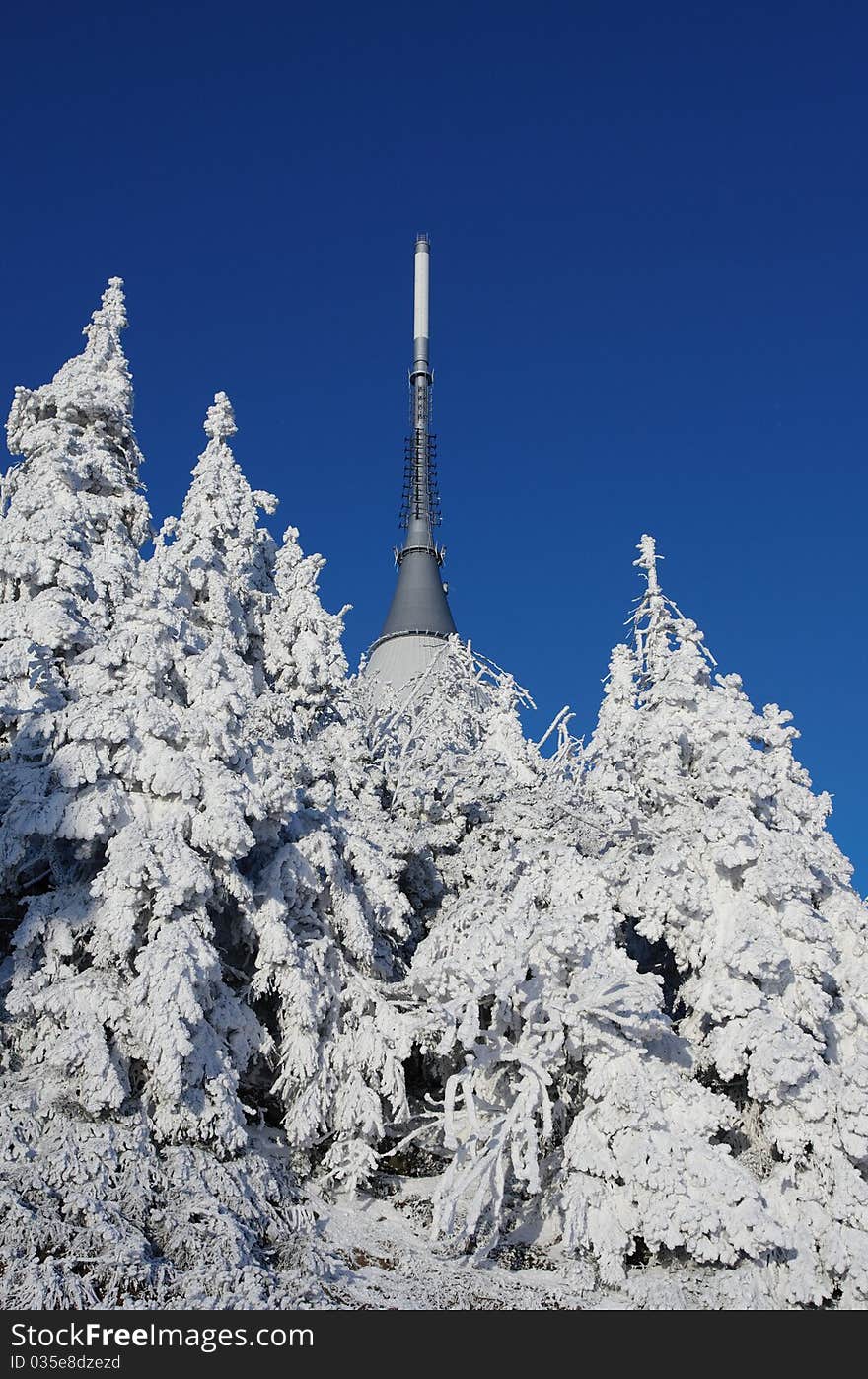 Jested with trees in winter