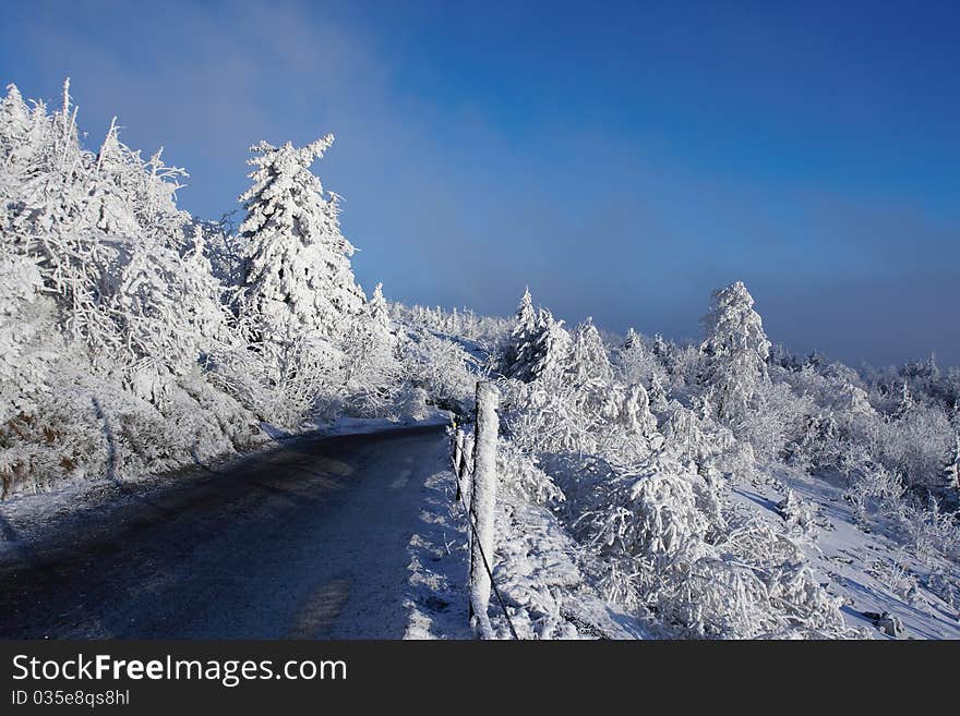 Snowy trees and road