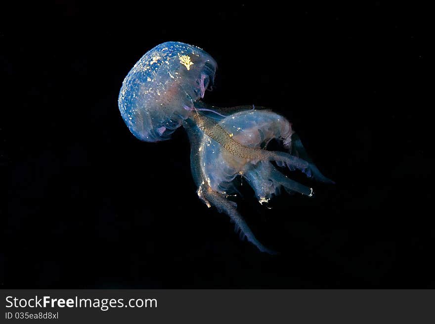 When Jellyfishes reach the end of their life they lose their tentacles then sink to the bottom where they die. both jellyfishes pictured are at the end of their life. however, the strongest one (still with tentacles) still refuses to give up and it is eating another one. When Jellyfishes reach the end of their life they lose their tentacles then sink to the bottom where they die. both jellyfishes pictured are at the end of their life. however, the strongest one (still with tentacles) still refuses to give up and it is eating another one...