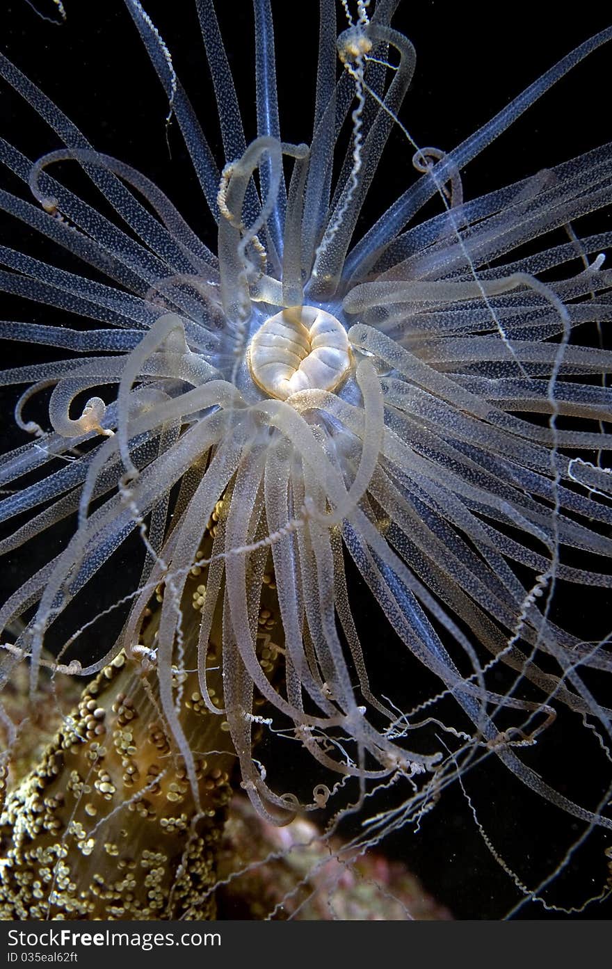 Alicia Mirabilis night portrait. This particular anemone shows itself only during the night, when it extends itself to fish in the current streams. Alicia Mirabilis night portrait. This particular anemone shows itself only during the night, when it extends itself to fish in the current streams.