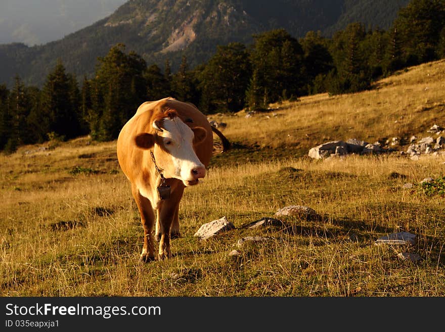 Mountain dairy cows grazing at high altitude