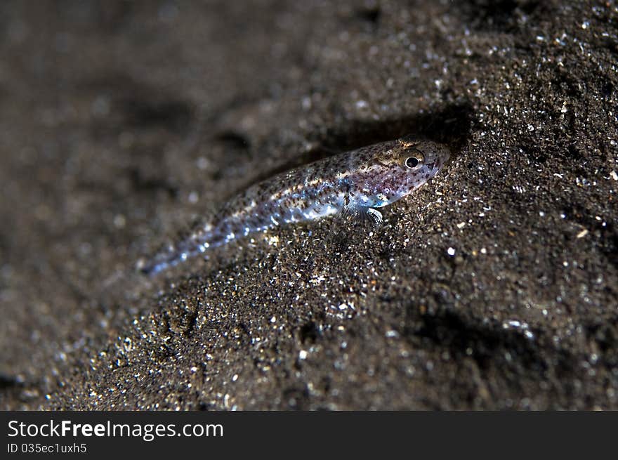 Tiny fish that confuse itself with the black volcanic sand of the sea bed. Tiny fish that confuse itself with the black volcanic sand of the sea bed