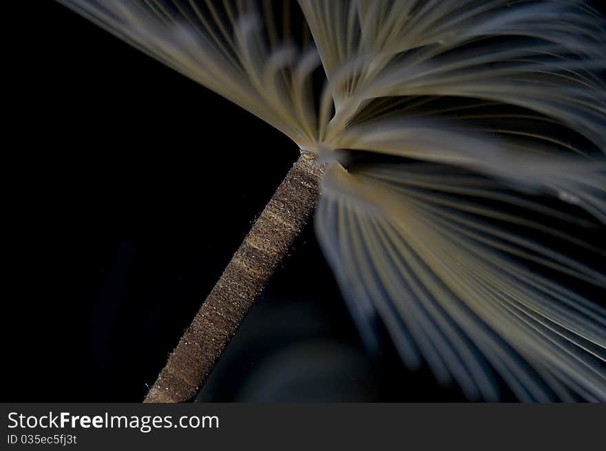 Sabella Spallanzanii sea worm