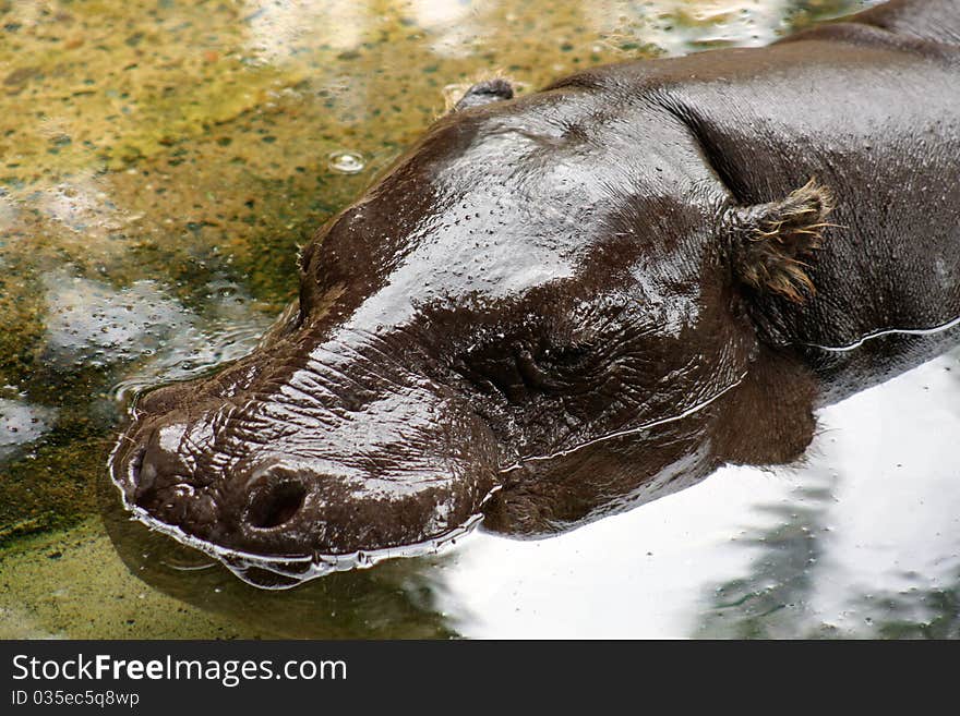 Pygmy Hippo