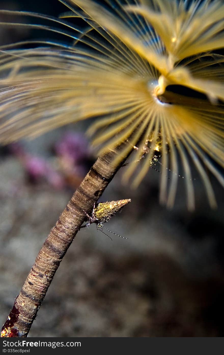 Particular of a Sabella Spallanzanii (a sea worm not a plant) while fishing in the current stream. Particular of an Hermite crab climbing. Particular of a Sabella Spallanzanii (a sea worm not a plant) while fishing in the current stream. Particular of an Hermite crab climbing