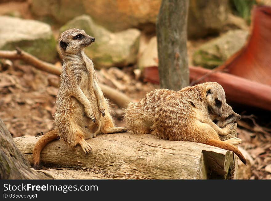 Three members of an African Meerkat clan, with one performing the traditional lookout duties as his mates sleep. Three members of an African Meerkat clan, with one performing the traditional lookout duties as his mates sleep.