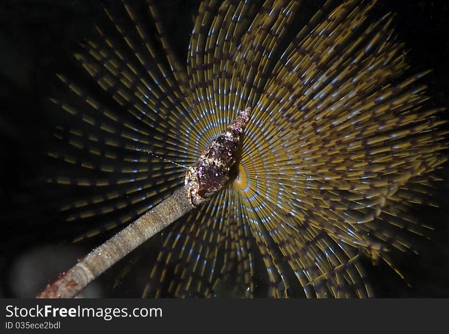 Particular of a Sabella Spallanzanii (a sea worm not a plant) while fishing in the current stream. Particular of an Hermite crab climbing. Particular of a Sabella Spallanzanii (a sea worm not a plant) while fishing in the current stream. Particular of an Hermite crab climbing