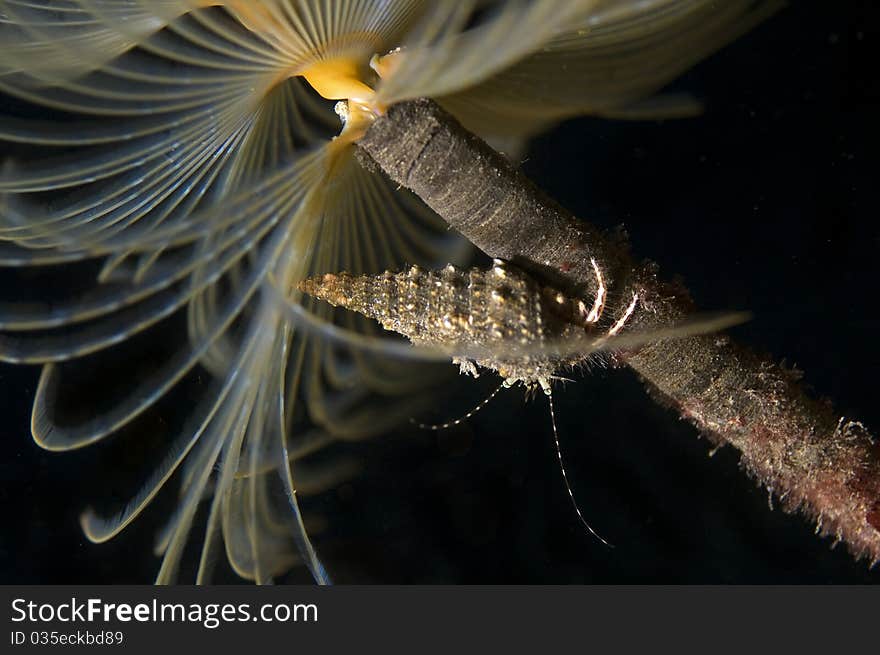 Particular of a Sabella Spallanzanii (a sea worm not a plant) while fishing in the current stream. Particular of an Hermite crab climbing. Particular of a Sabella Spallanzanii (a sea worm not a plant) while fishing in the current stream. Particular of an Hermite crab climbing