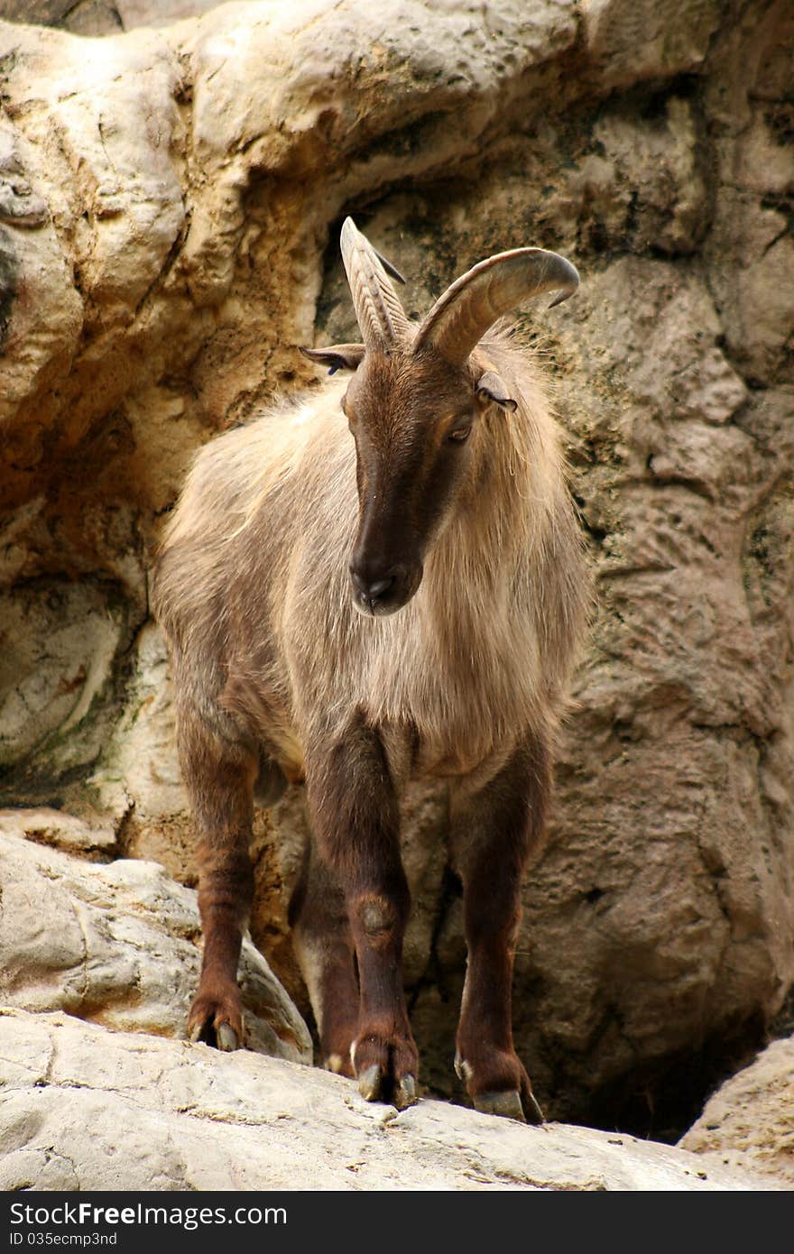 A mature mountain goat views his domain. A mature mountain goat views his domain.