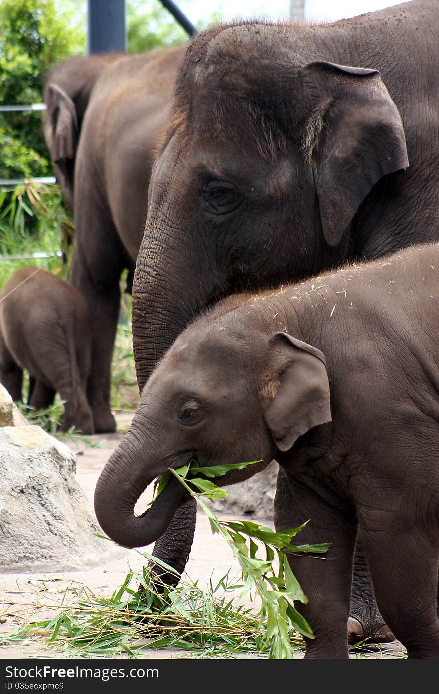 A mother Asian elephant keeps a close and watchful eye on her offspring as he feeds. A mother Asian elephant keeps a close and watchful eye on her offspring as he feeds.