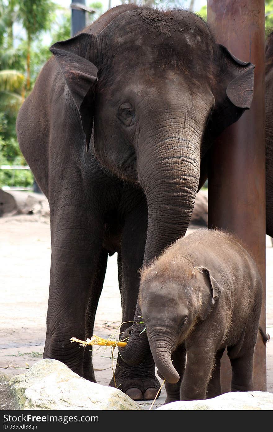 A mother Asian elephant keeps a close and loving eye on her offspring as he caresses her with his trunk. A mother Asian elephant keeps a close and loving eye on her offspring as he caresses her with his trunk.