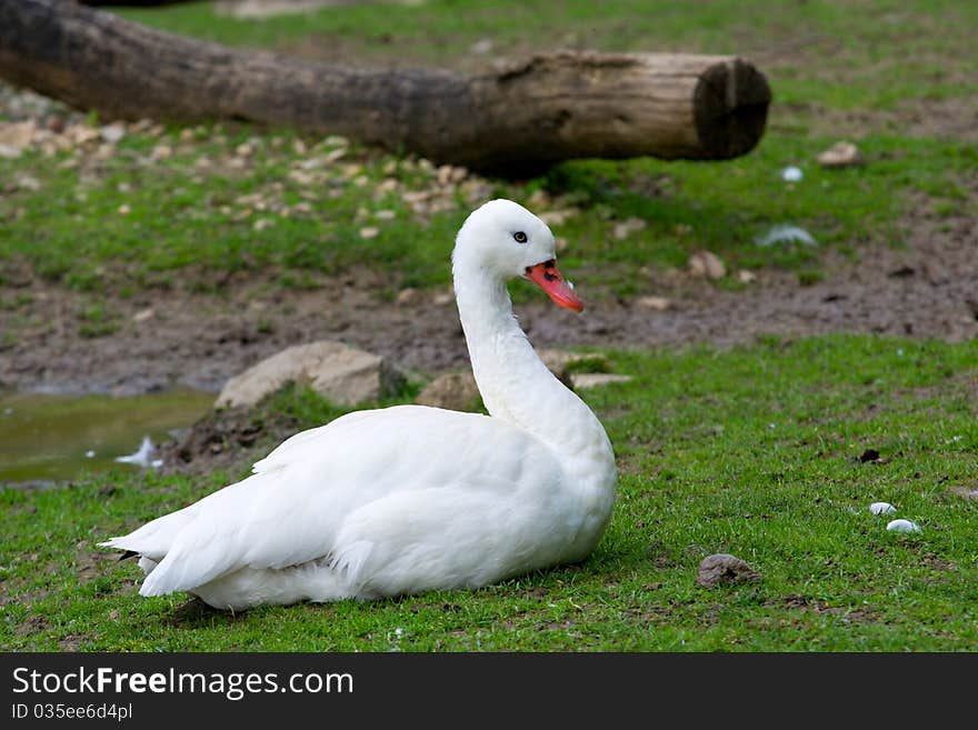 Coscoroba Swan - zoo or wildlife