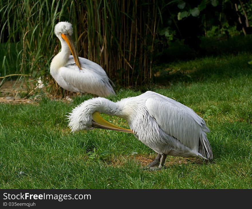 Two Pelicans