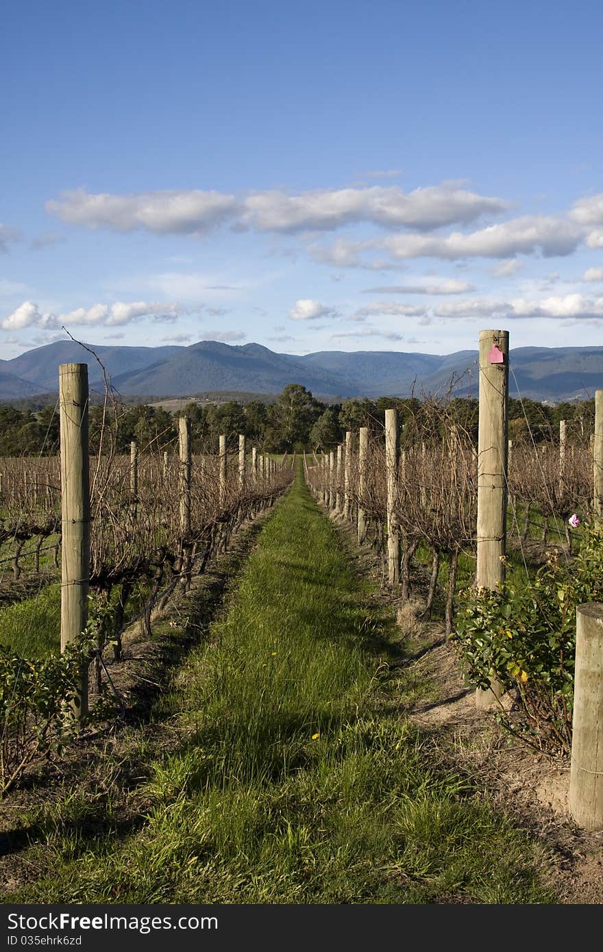 Picture taken from one of the Yarra Valley vineyards in Melbourne, Australia. The wine region is officially in the Port Phillip Zone. The vineyard is surrounded by the Yarra river and beautiful mountain range.