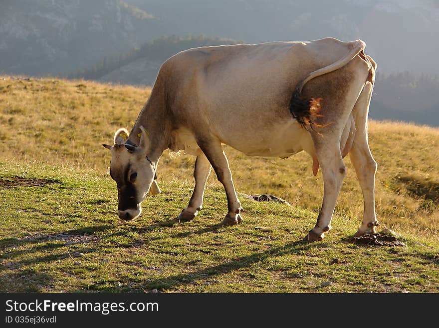 Mountain dairy cows grazing at high altitude.