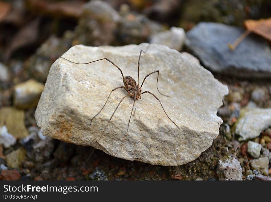 Rocky spider waiting for a hunt. Rocky spider waiting for a hunt..