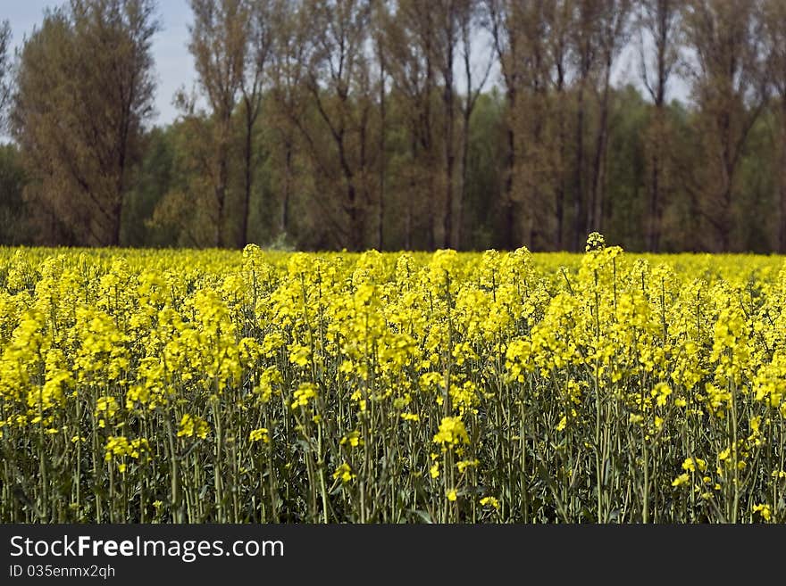 Rapeseed field in the evening sun. Rapeseed field in the evening sun